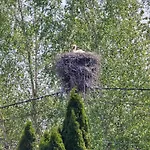 Zielono Mi Karwienskie Bloto Drugie