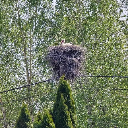 Zielono Mi Karwienskie Bloto Drugie