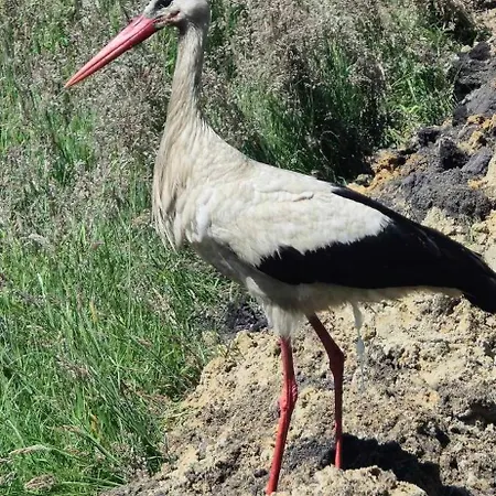 カントリーハウス Zielono Mi *