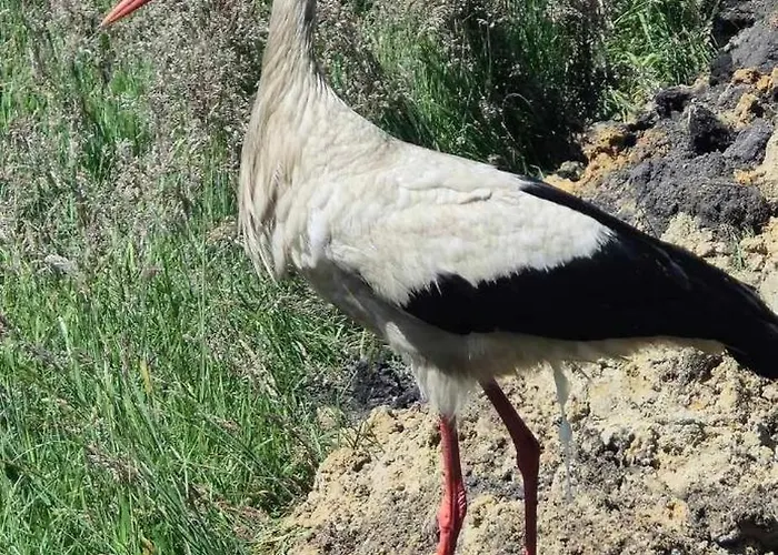 Hétvégi ház Zielono Mi *